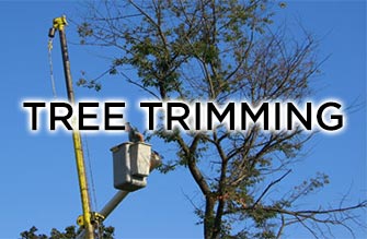 tree trimming and removal