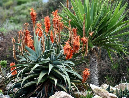 Choosing Drought Tolerant Plants for Your Bay Area Yard